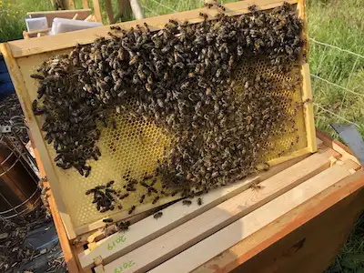 Beeswax, an integral part of our lip balms, showing a fresh honey comb in a bee hive